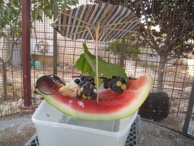 יושב מתחת לשימשיה על חוף אבטיח מכרסם ענבים טועם אבטיח ומניח את מישקפי השמש בצד