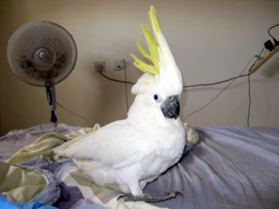 שוגי הסקסי 2.jpg