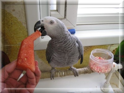 אבטיח ורימון למלכה האם