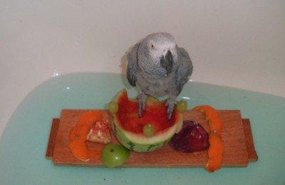 פטל שלי בנהר האמבטיה מה אתם אומרים-קודם לאכול או קודם לטבול?