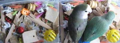 foraging6.jpg