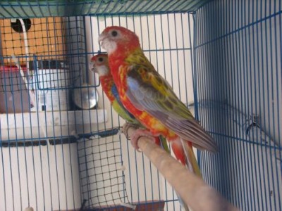 רוזלות ק1.jpg