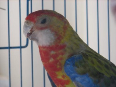 רוזלה ראש ק.jpg