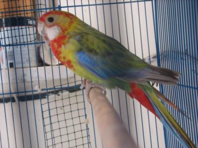 רוזלה פ ק.jpg