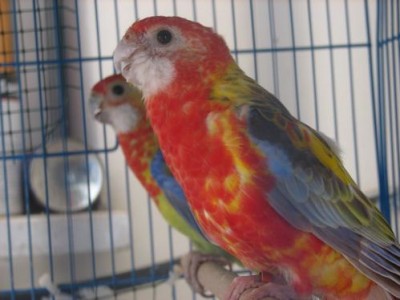 רוזלה ז ק.jpg