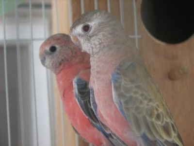 בורקיסים ק.jpg