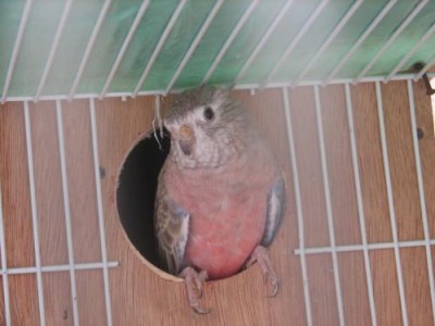 בורקיסית קינמון ק.jpg