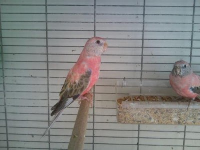 בורקיס צעיר ק.JPG