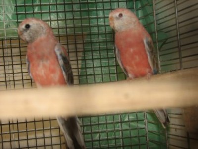 בורקיסים צעירים ק1.jpg