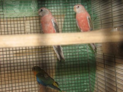 בורקיסיםצעירים ק2.jpg