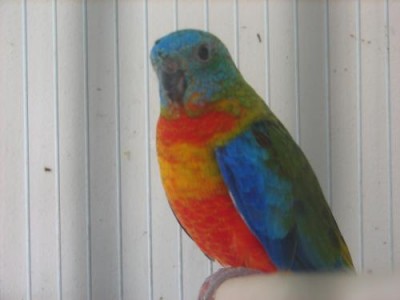 ׳˜׳•׳¨׳§׳™׳–׳ ׳׳•׳׳™׳‘2.jpg