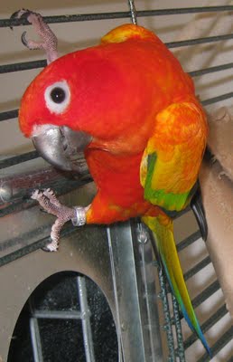 red factor sun conure.jpg