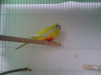 טורקיזנית צהובה.JPG