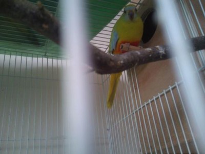 טורקיזנית 2.JPG