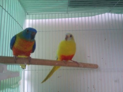 זוג טורקיזנים.JPG