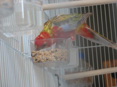 רוזלה קינמון.jpg