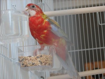 רוזלה קינמון1.jpg