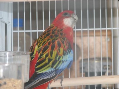 רוזלה אופליין ק.jpg