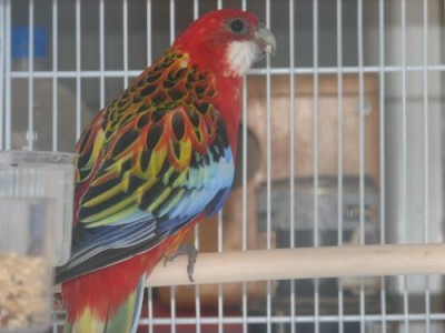 רוזלה אופליין ק1.jpg