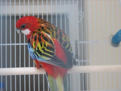 רוזלה אופליין ק2.jpg