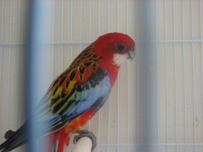 רוזלה אופליין ק3.jpg