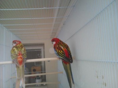 רוזלות ק1.JPG