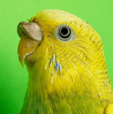 1parrotbybullter.jpg