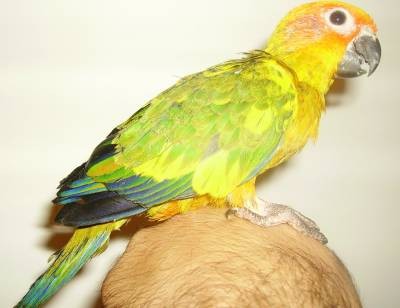 1-Y.L האכלות יד.jpg