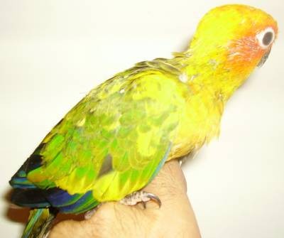 2-Y.L האכלות יד.jpg