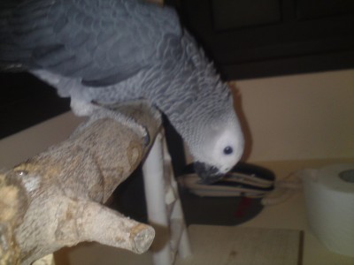 עוד אחת של לוקו