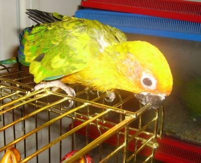 3-Y.L האכלות יד.jpg