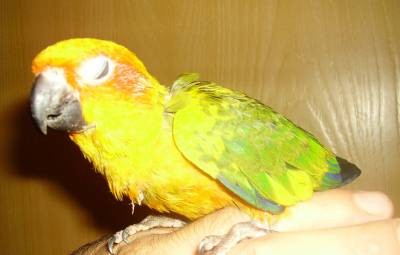 4-Y.L האכלות יד.jpg