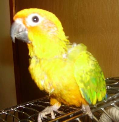 5-Y.L האכלות יד.jpg