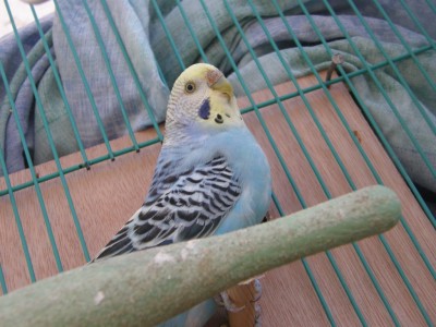 התוכונית שלא בא לה להטיל ביצים כנראה