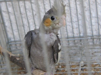 והגוזל שלהם שנזרק מהתא, כבר גדל