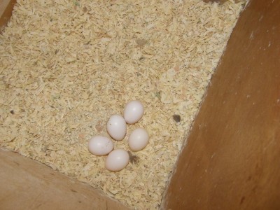 האחים שבדרך, סבב רביעי.