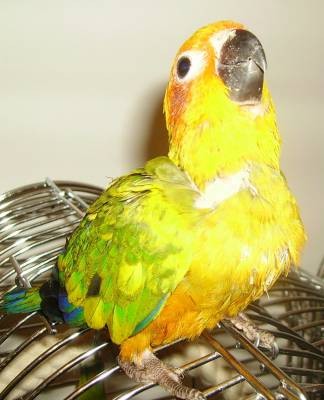 7-Y.L האכלות יד.jpg