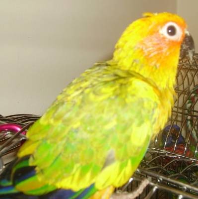 8-Y.L האכלות יד.jpg