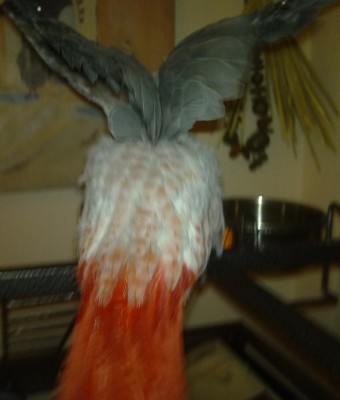 טוב הבנו שאתה אדום? מה אתה משוויץ?!