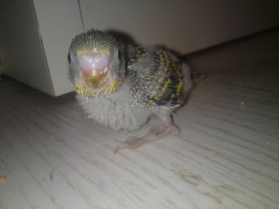 תוכון בן שלושה שבעות