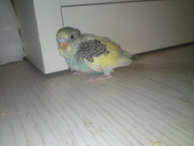 התוכון שבן משהו כמו חודש