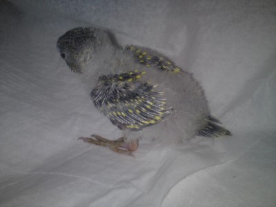 תוכון בן שבועיים וחצי