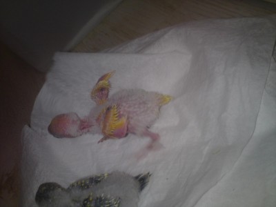 אח של התוכון בן השבועיים וחצי כנראה יצא לוטינו