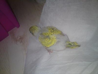 אח של התוכון בן השלוש שבעות יצא צהוב מיוחד :)