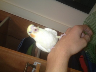 הקוקטייל לוטינו החמוד שעוד מעט נגמל