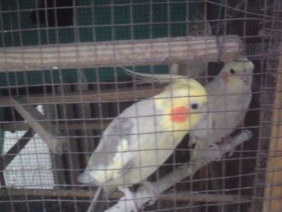 DSC01334 (648 x 486).jpg