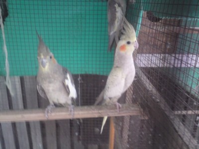 תמונה 094 (648 x 486).jpg