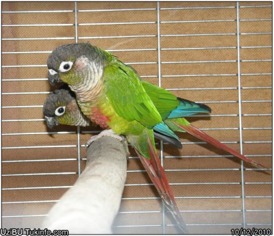 Green-cheeked-Conure1.JPG