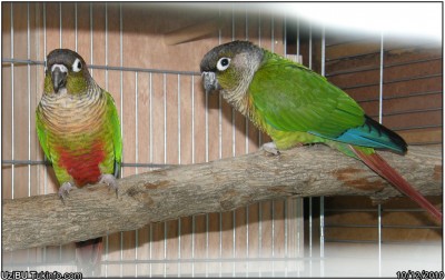 Green-cheeked-Conure2.jpg