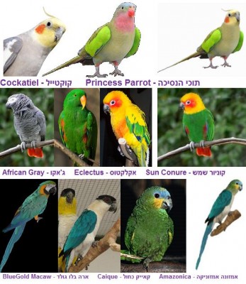 Parrots.jpg